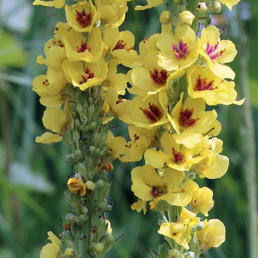 MULLEIN 'Black' --Verbascum nigrum 'Wild Type'--