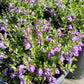 Scutellaria wrightii --Purple Skullcap--