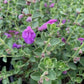 Scutellaria suffrutescens x resinosa --Violet Cloud Skullcap--