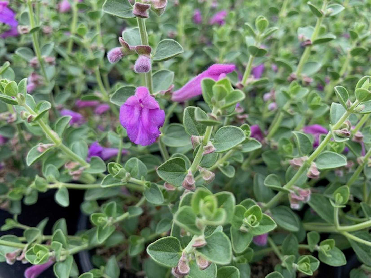 Scutellaria suffrutescens x resinosa --Violet Cloud Skullcap--