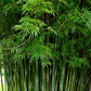 Bambusa malingensis --Seabreeze Clumping Bamboo--