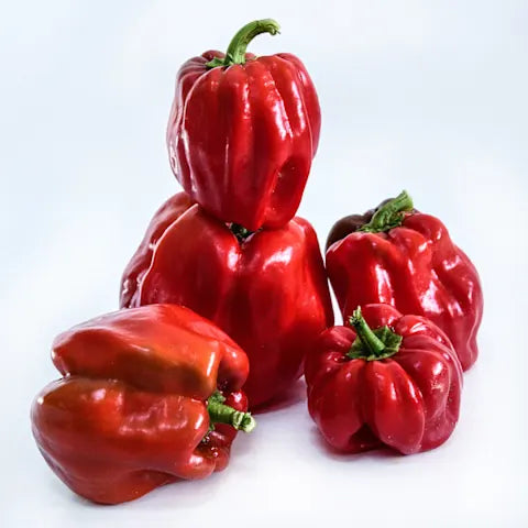PEPPER 'Botan Kosho'