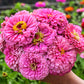 ZINNIA 'Benary's Giant Bright Pink'