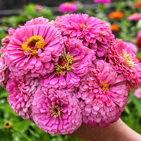 ZINNIA 'Benary's Giant Bright Pink'