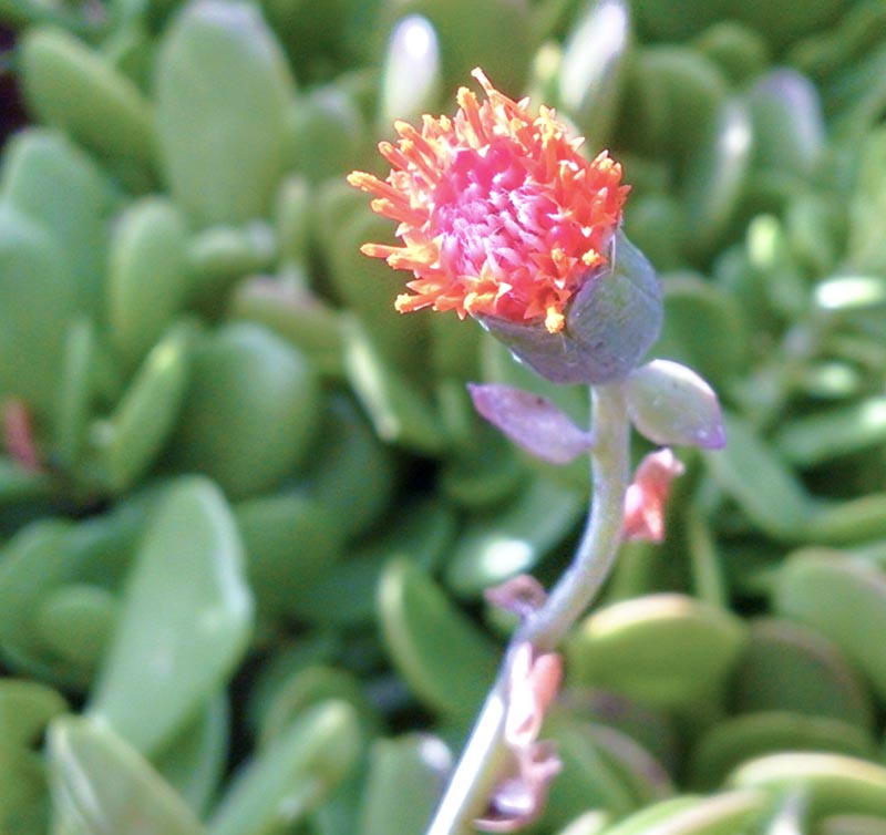 trailing succulent with pink flowers Senecio jacobsenii --Trailing Jade--