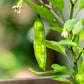 PEPPER 'Shishito'