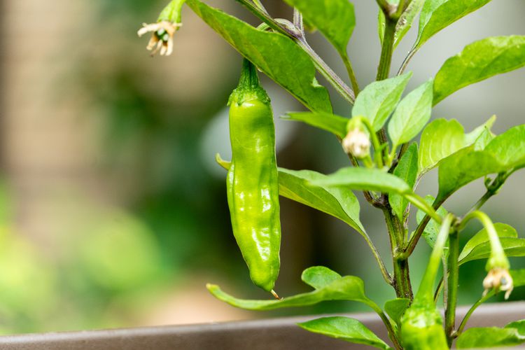 PEPPER 'Shishito'