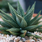 Haworthiopsis limifolia --Green Fairy Washboard Haworthia--