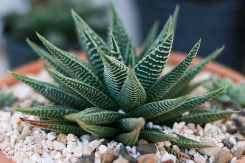 Haworthiopsis limifolia --Green Fairy Washboard Haworthia--