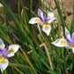 Dietes vegeta --African Iris--