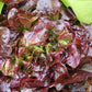 LETTUCE 'Burgundy Boston'