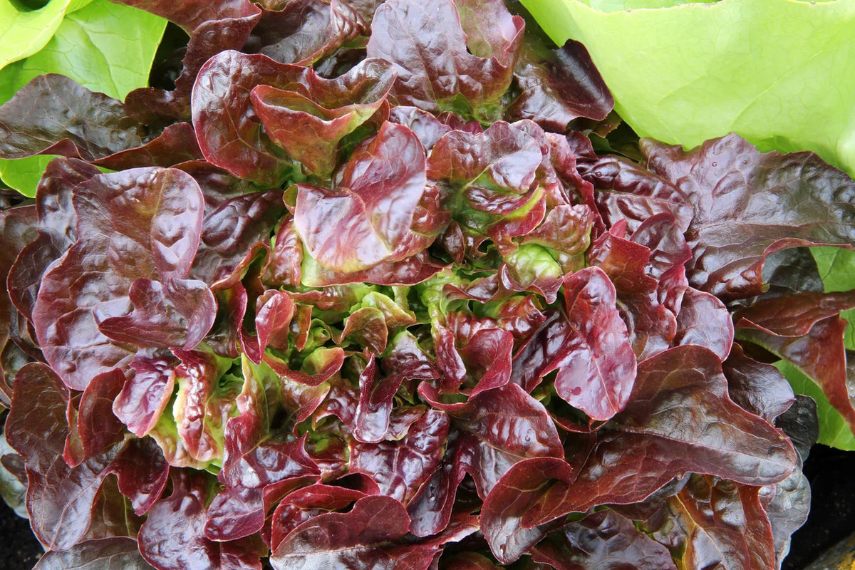 LETTUCE 'Burgundy Boston'
