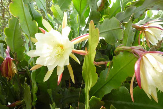 Epiphyllum oxypetalum 'Queen of the Night' --Night-Blooming Cereus--