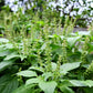 BASIL 'Clove Scented' --Ocimum basilicum--