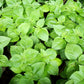 BASIL 'Clove Scented' --Ocimum basilicum--