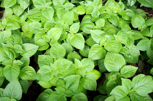 BASIL 'Clove Scented' --Ocimum basilicum--