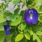 PEA 'Blue Queen Butterfly' --Clitoria ternatea--