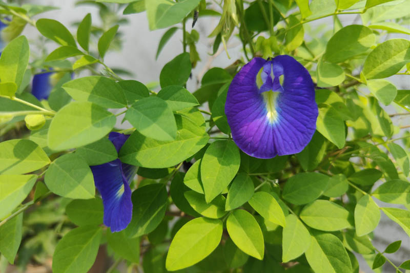 PEA 'Blue Queen Butterfly' --Clitoria ternatea--