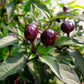 PEPPER 'Filius Blue'