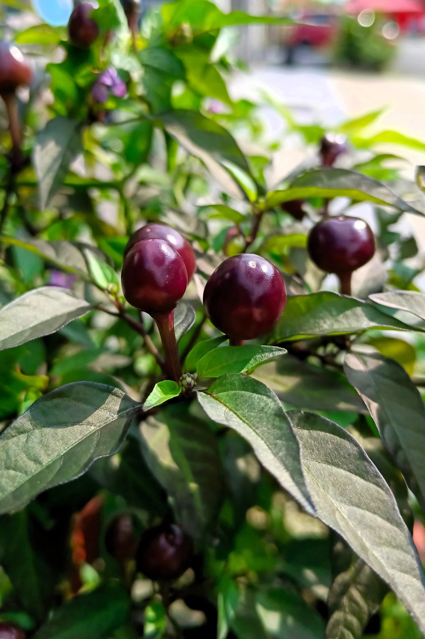 PEPPER 'Filius Blue'