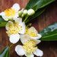 CAMPHOR TREE --Cinnamomum camphora--