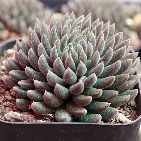 Sinocrassula yunnanensis --Black Sea Urchin--