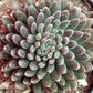Sinocrassula yunnanensis --Black Sea Urchin--