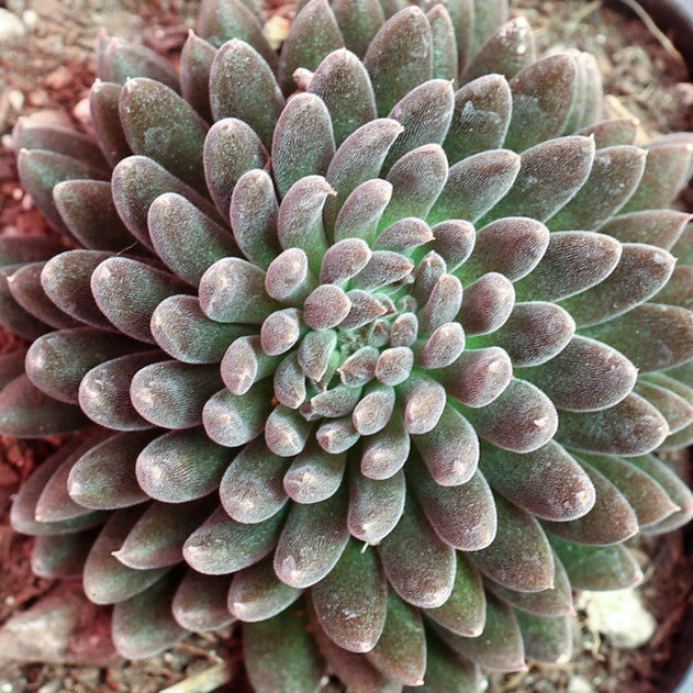 dark unison succulent Sinocrassula yunnanensis --Black Sea Urchin-- – Lone Star Nursery