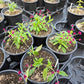 Gomphrena decumbens --Little Grapes Amaranth--