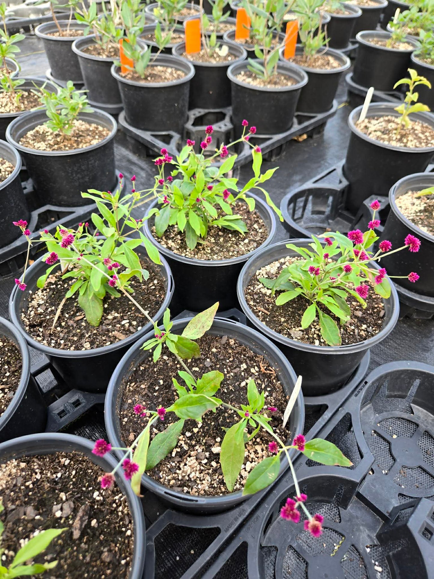 Gomphrena decumbens --Little Grapes Amaranth--