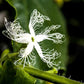 BEAN 'Chinese Python' --Trichosanthes cucumerina--