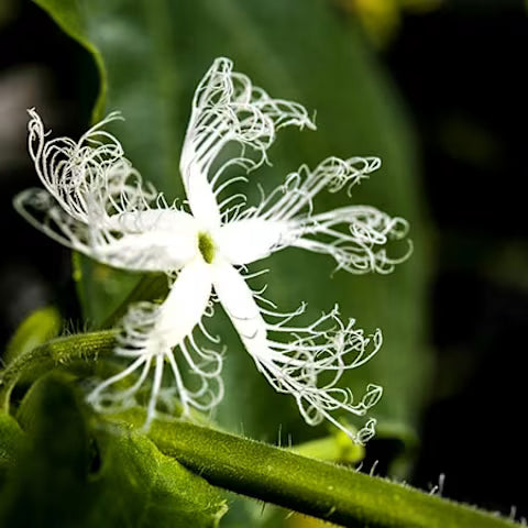 BEAN 'Chinese Python' --Trichosanthes cucumerina--