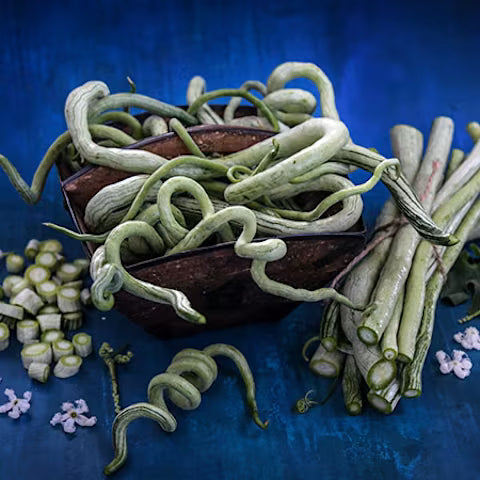BEAN 'Chinese Python' --Trichosanthes cucumerina--