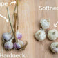 GARLIC 'Music' --Allium sativum--