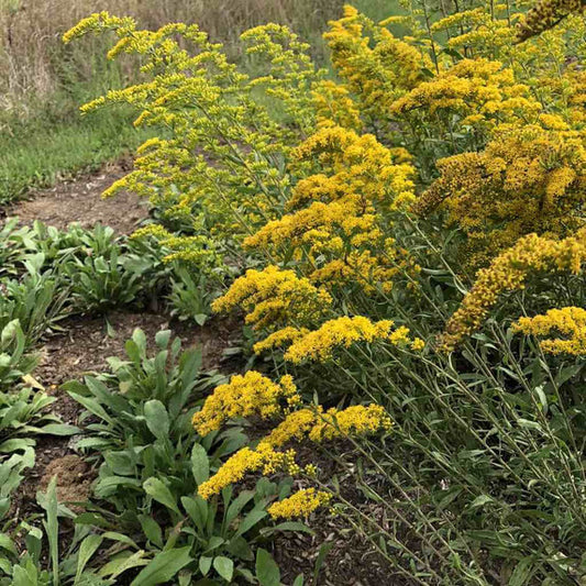 Solidago nemoralis --Gray Goldenrod--