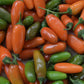 PEPPER 'Orange Spice Jalapeño'