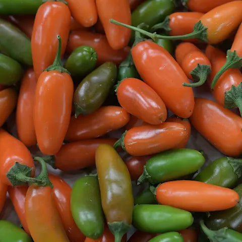 PEPPER 'Orange Spice Jalapeño'
