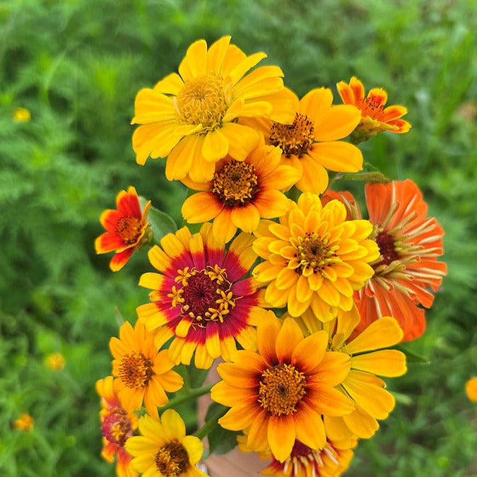 ZINNIA 'South of the Border'