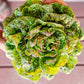 LETTUCE 'Speckled Amish'