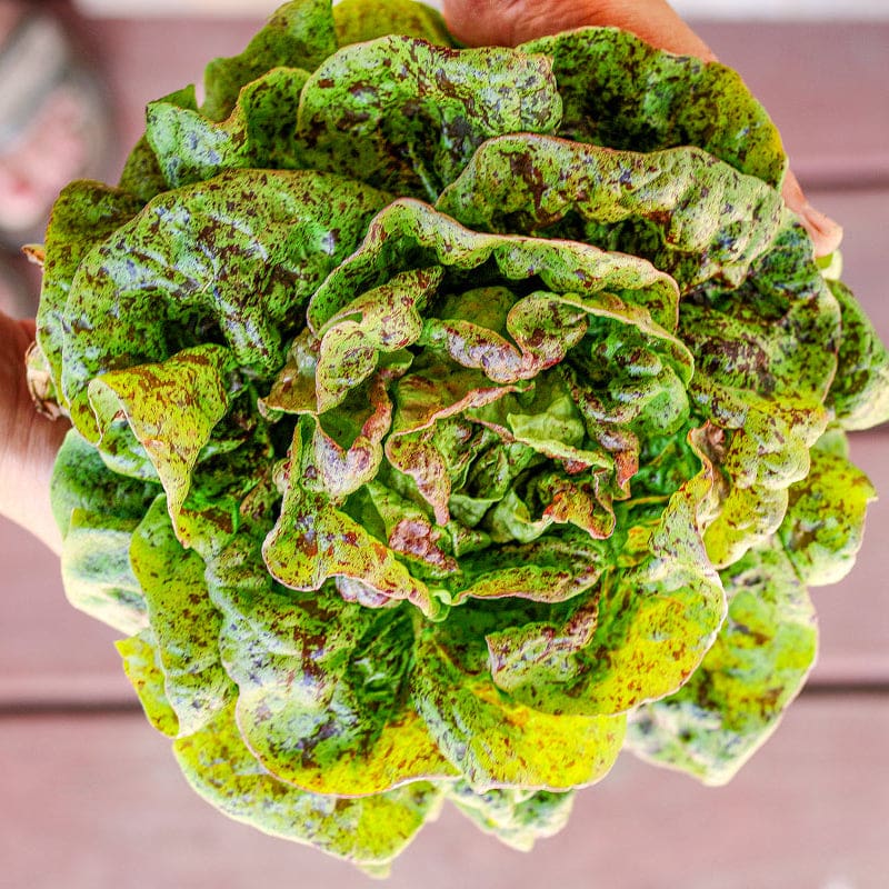 LETTUCE 'Speckled Amish'