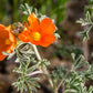 Sphaeralcea coccinea --Scarlet Globemallow--