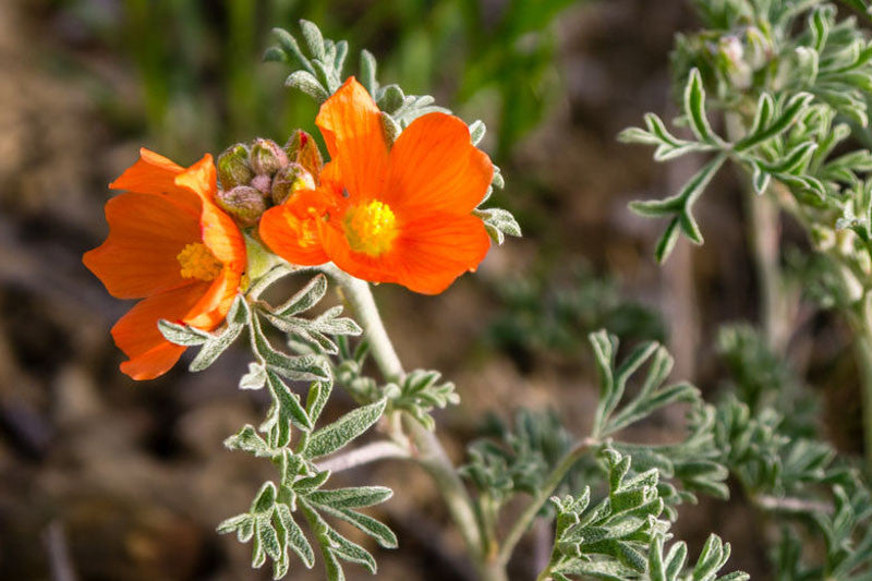 Sphaeralcea coccinea --Scarlet Globemallow--