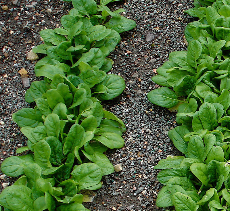 SPINACH 'Butterflay'