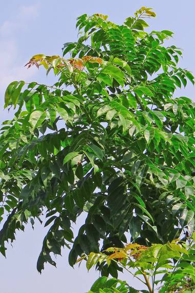 HOG PLUM --Spondias pinnata--