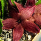 Stapelia hirsuta --Starfish flower--