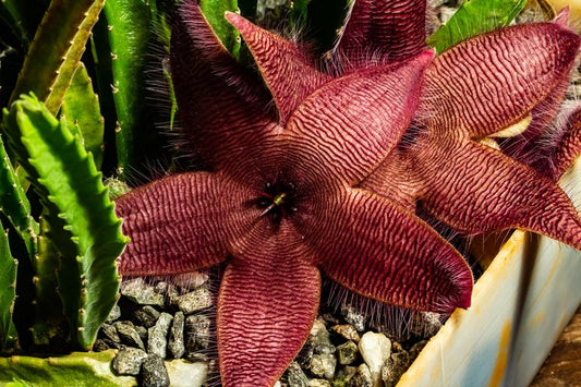 Stapelia hirsuta --Starfish flower--