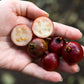 GUAVA 'Strawberry' --Psidium cattleyanum--