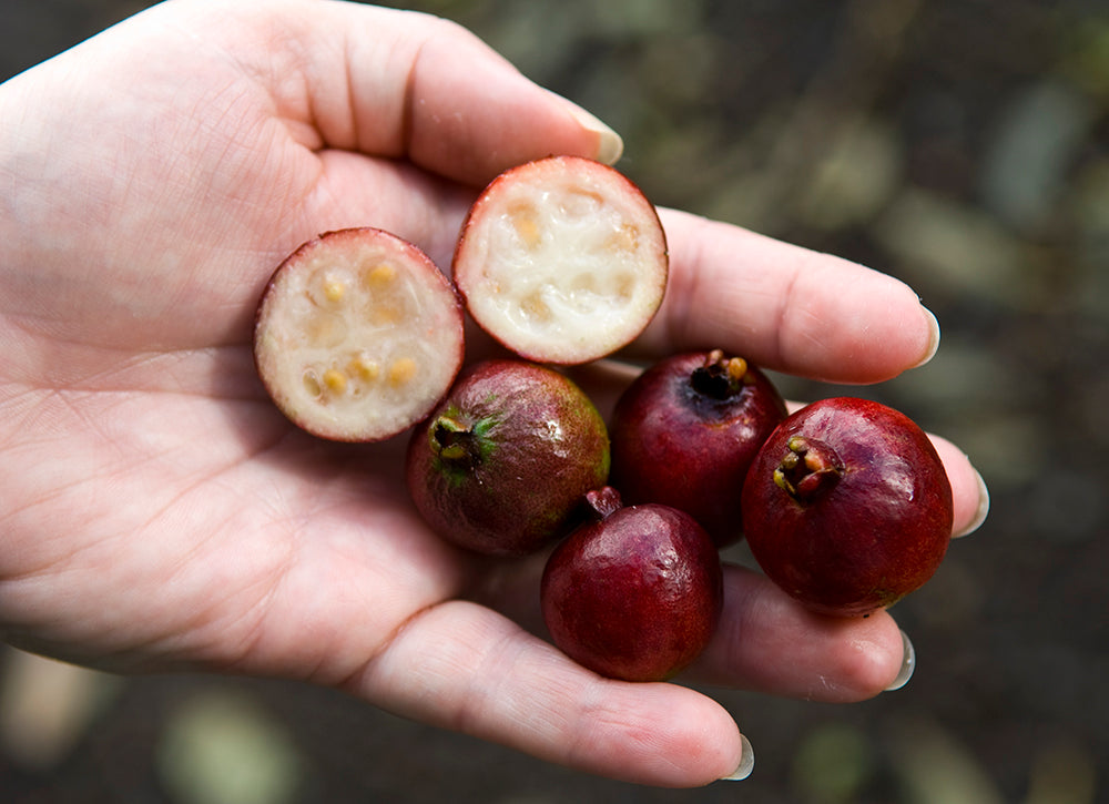GUAVA 'Strawberry' --Psidium cattleyanum--