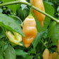 PEPPER 'Sugar Rush Peach' --Capsicum baccatum--