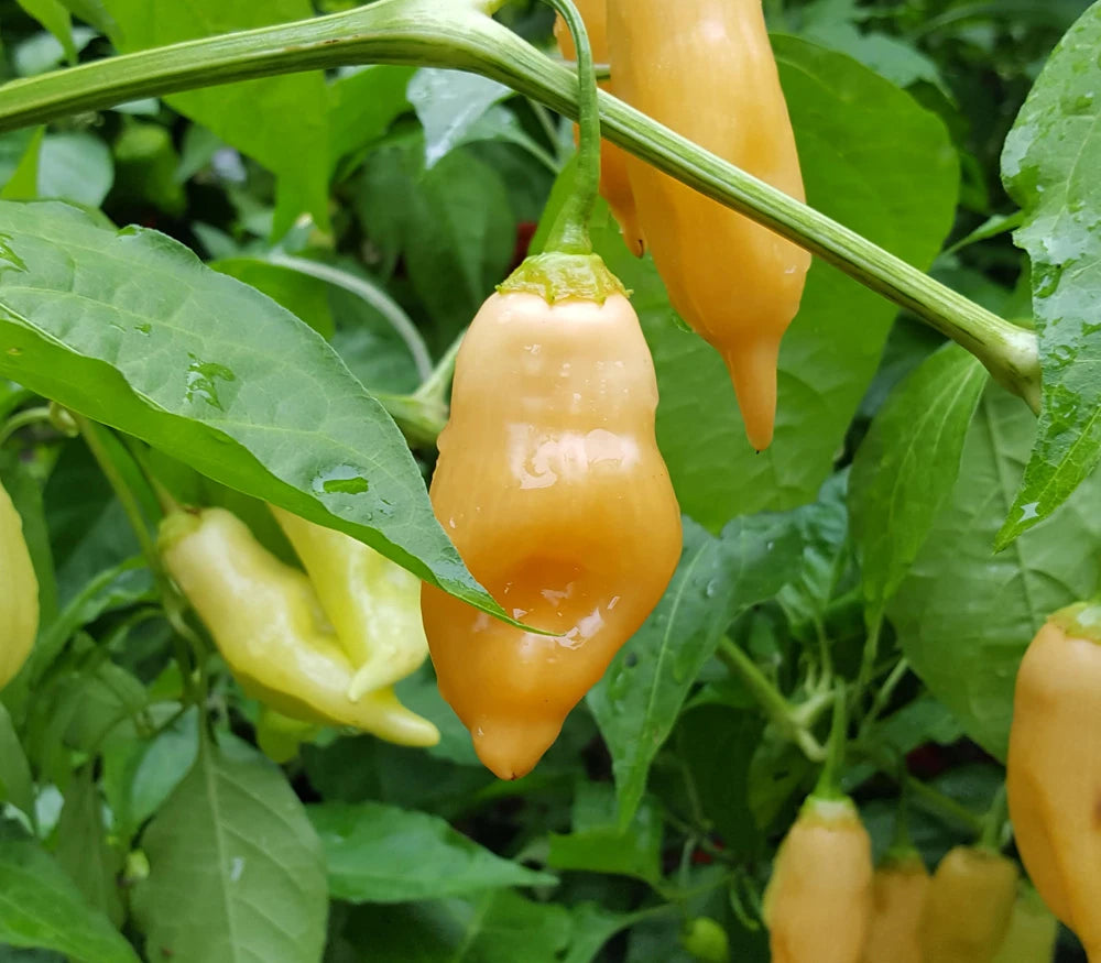 PEPPER 'Sugar Rush Peach' --Capsicum baccatum--